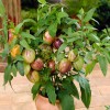 Bộ Hạt Giống Dưa Hấu Pepino Nam Mỹ Siêu Trái F1
