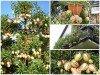 Tự Tạo Sự Độc Lạ Cho Ngôi Nhà Khi Trồng Dưa Pepino Làm Cảnh 