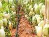 Bộ Hạt Giống Dưa Hấu Pepino Nam Mỹ Siêu Trái F1
