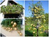 Tự Tạo Sự Độc Lạ Cho Ngôi Nhà Khi Trồng Dưa Pepino Làm Cảnh 