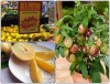 Bộ Hạt Giống Dưa Hấu Pepino Nam Mỹ Siêu Trái F1