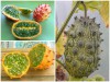 Trọn Bộ Trồng Và Chăm Sóc Giống Dưa Sừng Vàng 