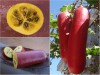 Trọn Bộ Trồng Và Chăm Sóc Giống Dưa Chuột Đỏ Khổng Lồ 