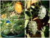 Trọn Bộ Trồng Và Chăm Sóc Giống Dưa Sừng Vàng 