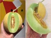 Hạt Giống Dưa Lưới Greenman Taka F1