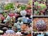 Hạt Giống Sen Đá Mix Màu