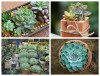Hạt Giống Sen Đá Mix Màu