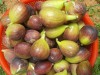 Trọn Bộ Trồng Và Chăm Sóc Giống Sung Mỹ 