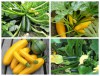 Bộ Hạt Giống Bí Ngòi Xanh Và Bí Ngòi Vàng + SP Hỗ Trợ