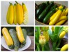 Hạt Giống Bí Ngồi Vàng