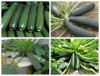 Hạt Giống Bí Ngồi Xanh