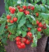 Hạt giống cà chua bi đỏ tròn lùn
