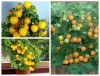 Hạt giống cà chua bi tròn lùn vàng