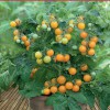 Hạt giống cà chua bi tròn lùn vàng