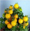 Hạt giống cà chua bi tròn lùn vàng