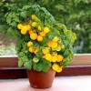 Hạt giống cà chua bi tròn lùn vàng