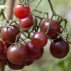 Hạt giống Cà chua Cherry Socola