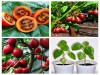 Combo Bộ Hạt Giống Cà Chua Thân Gỗ - Giống Cây Chiến Lược Kinh Tế
