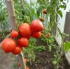 Hạt Giống Cà Chua Trái Tim