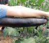 Hạt Giống Cà Tím Khổng Lồ