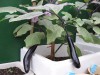 Hạt Giống Cà Tím Khổng Lồ