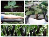Hạt Giống Cà Tím Khổng Lồ
