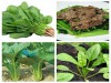 Hạt Giống Cải Bó Xôi