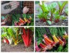 Hạt giống Cải Cầu Vồng