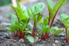 Hạt giống Cải Cầu Vồng