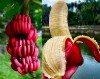 Cây Giống Chuối Đỏ