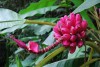Cây Giống Chuối Đỏ