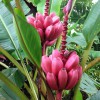 Hạt Giống Cây Chuối Đỏ