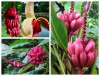 Hạt Giống Cây Chuối Đỏ