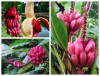 Cây Giống Chuối Đỏ