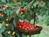 Hạt Giống Cherry Nhiệt Đới F1