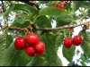 Hạt Giống Cherry Nhiệt Đới F1