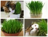 Hạt giống Cỏ cho Mèo Chó