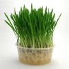 Hạt giống Cỏ cho Mèo Chó