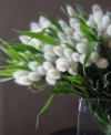 Hạt giống Cỏ Đuôi Thỏ