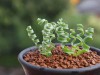 Hạt giống Cỏ Xoắn Ốc