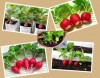 Hạt giống củ cải đỏ mini
