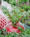 Hạt Giống Củ Cải Đỏ Khổng Lồ