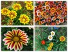 Hạt Giống Cúc Huân Chương