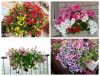 Hạt giống Dạ Yến Thảo mix màu