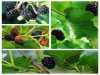 Hạt Giống Dâu Ta Đen