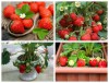 Hạt Giống Dâu Tây Chịu Nhiệt