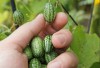 Hạt giống dưa hấu mini