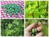 Hạt giống dưa hấu mini