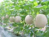 Hạt giống Dưa lưới ngọt