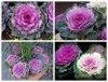 Hạt giống Hoa bắp cải mix màu